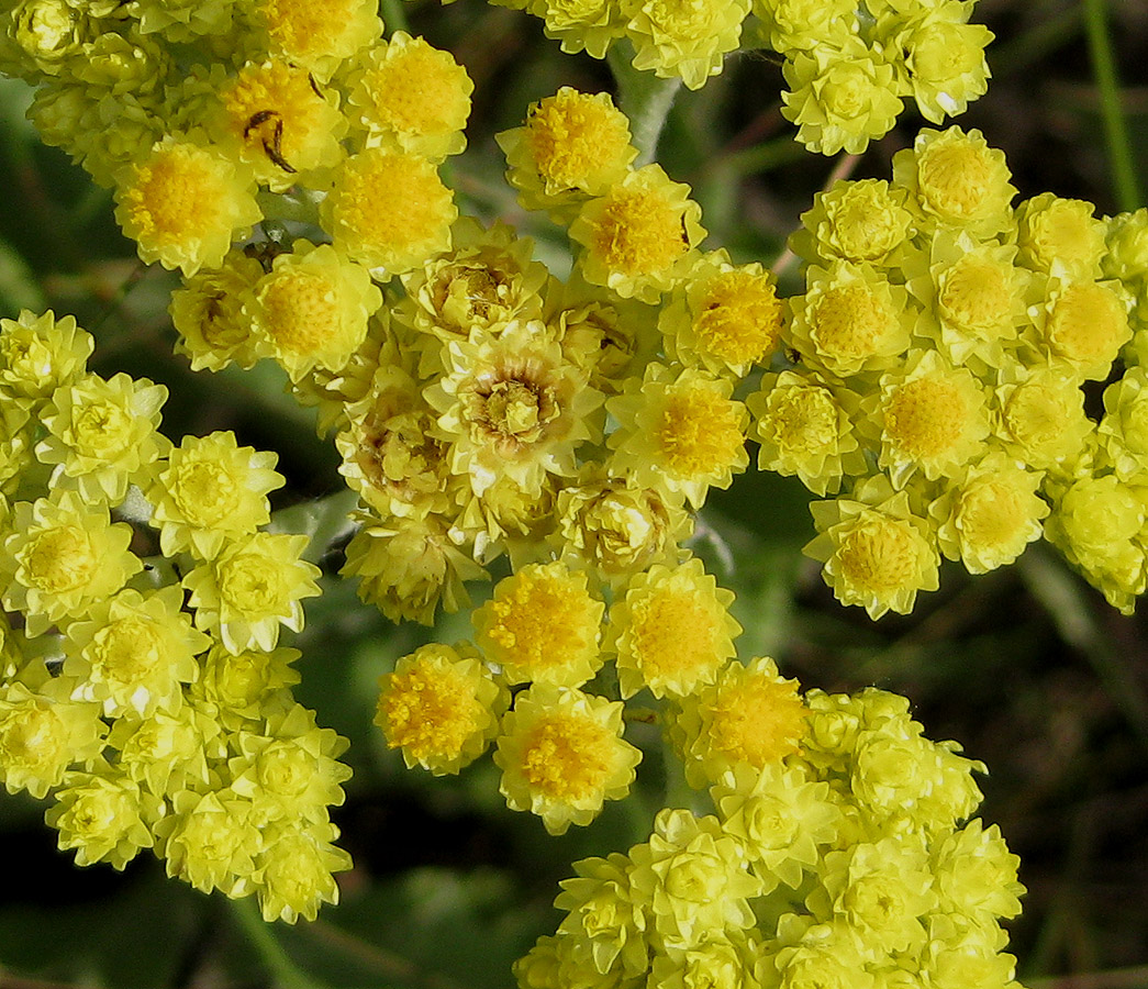 Изображение особи Helichrysum arenarium.