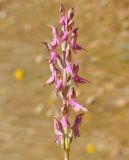 Anacamptis sancta