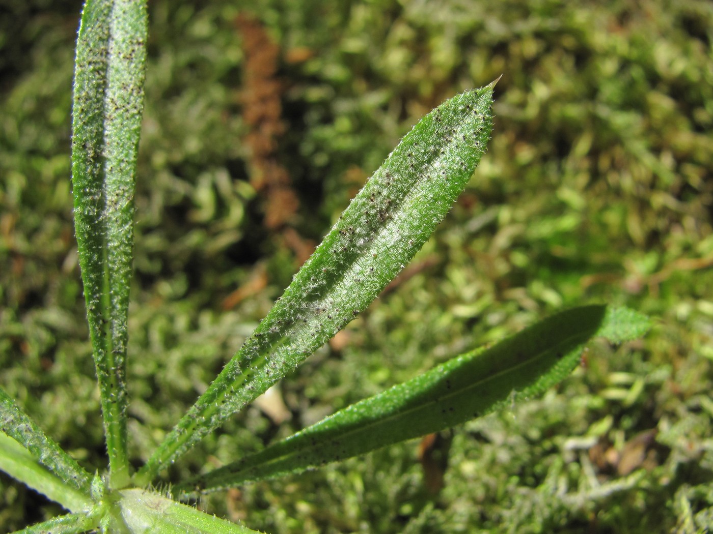 Изображение особи Galium aparine.