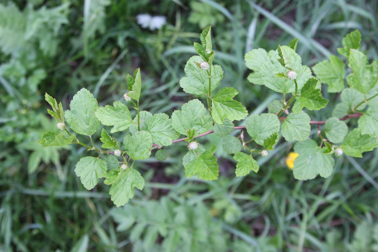 Image of Physocarpus opulifolius specimen.