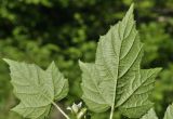 Rubus crataegifolius