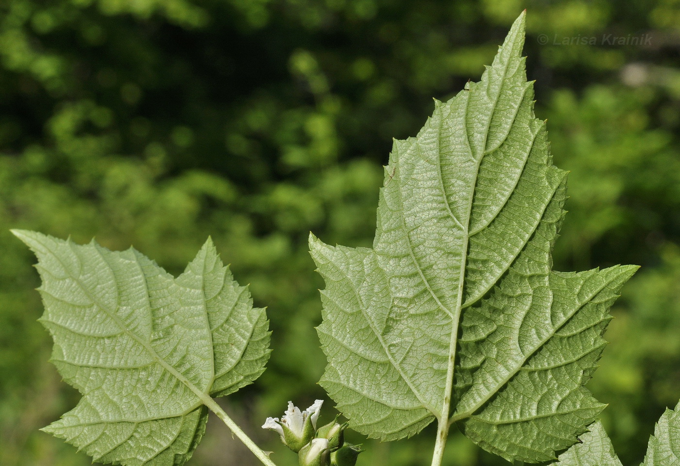 Изображение особи Rubus crataegifolius.