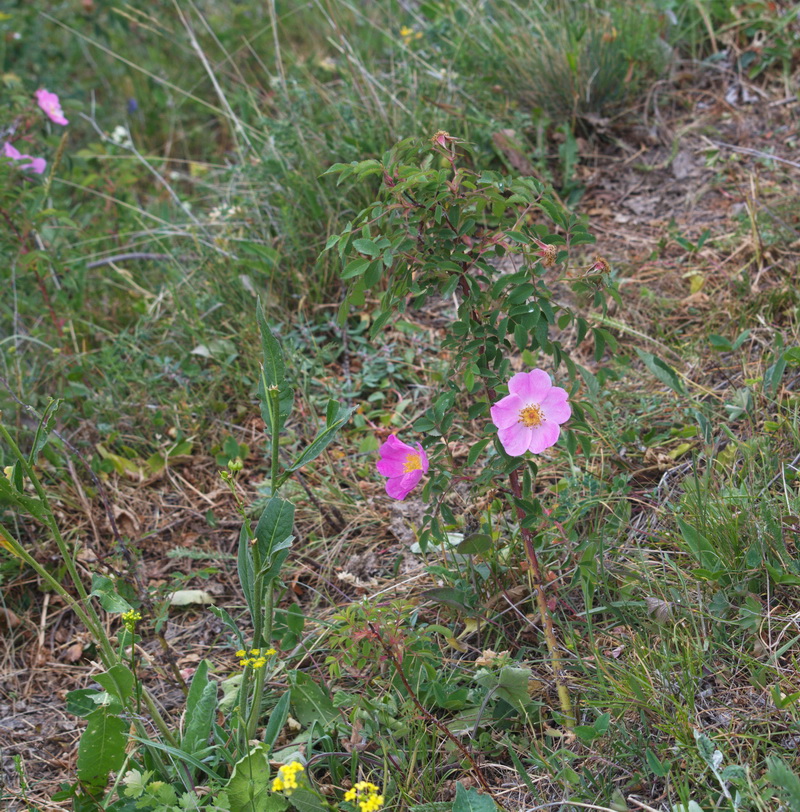 Image of genus Rosa specimen.