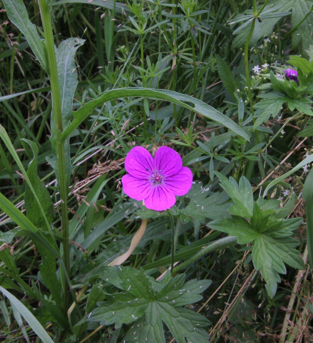 Image of Geranium palustre specimen.