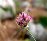 Allium inconspicuum