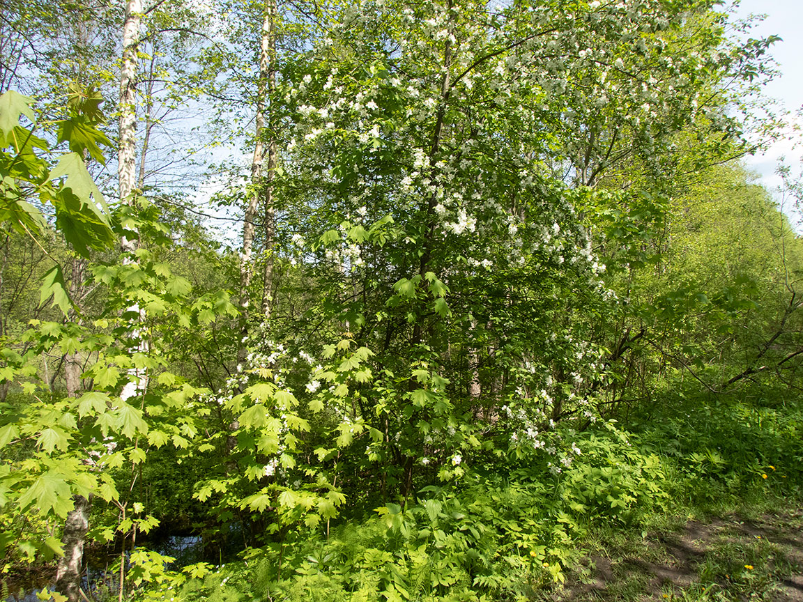 Image of genus Malus specimen.