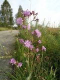 Lactuca tatarica