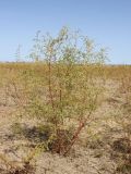 Artemisia scoparia