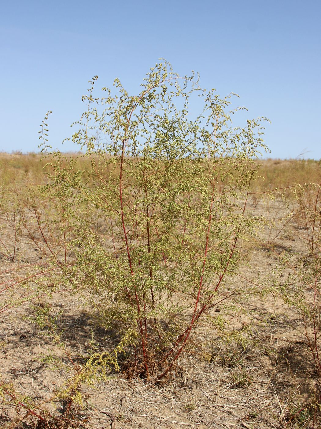 Image of Artemisia scoparia specimen.