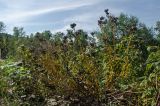 Saponaria officinalis. Плодоносящее растение в осенней окраске. Башкортостан, Белорецкий р-н, Зигазинский сельсовет, окр. Бакеевского моста, долина р. Зилим, прибрежный галечник. 29 августа 2020 г.