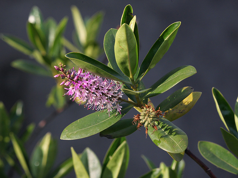 Image of Hebe speciosa specimen.