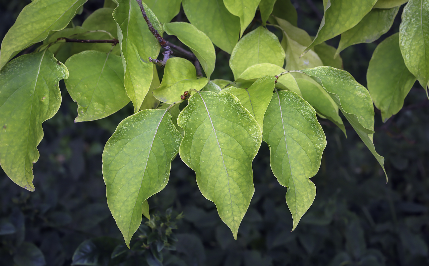 Image of Syringa reticulata specimen.