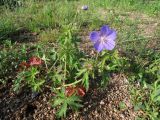 Geranium pratense ssp. sergievskajae