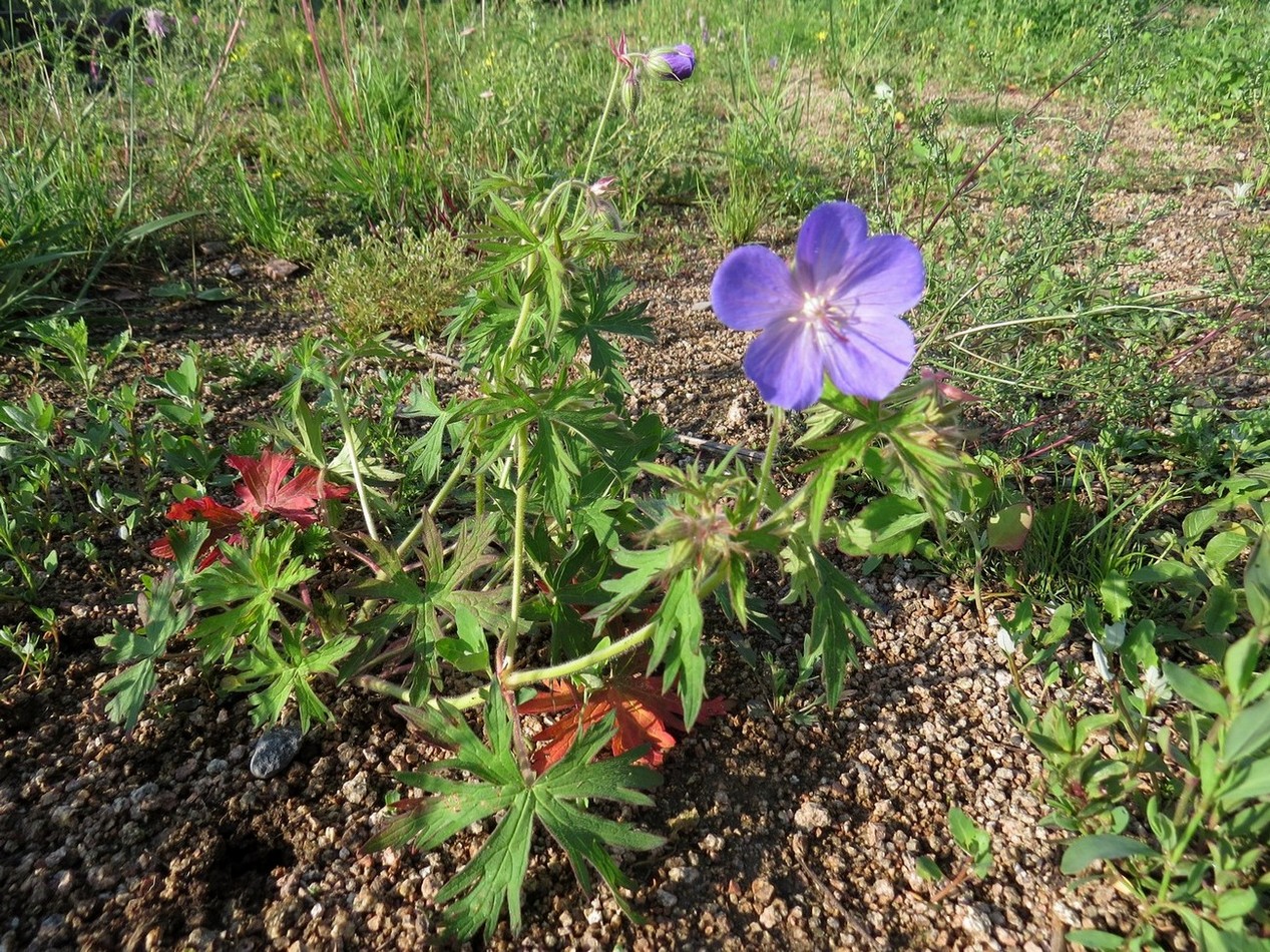 Изображение особи Geranium pratense ssp. sergievskajae.