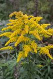 Solidago canadensis. Соцветия с фуражирующей пчелой. Карельский перешеек, окр. Сертолово, СНТ \"Поляна\", на заброшенном участке. 29.09.2019.