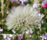 Tragopogon подвид major