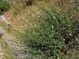 Plumbago europaea. Цветущие растения на приморском склоне. Хорватия, Дубровник, побережье Адриатического моря. 29 августа 2010 г.