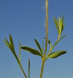 Image of taxon representative. Author is Сергей Соколенко