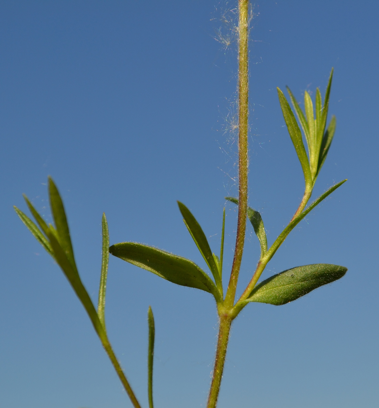 Image of Cerastium arvense specimen.