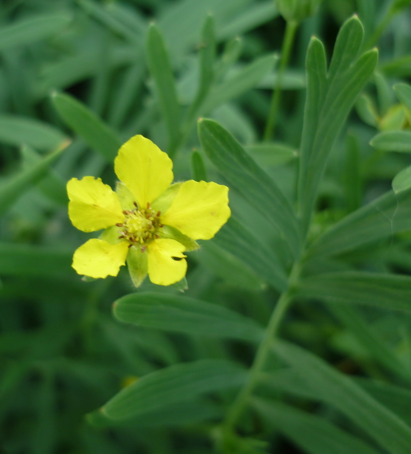 Image of Potentilla semiglabra specimen.