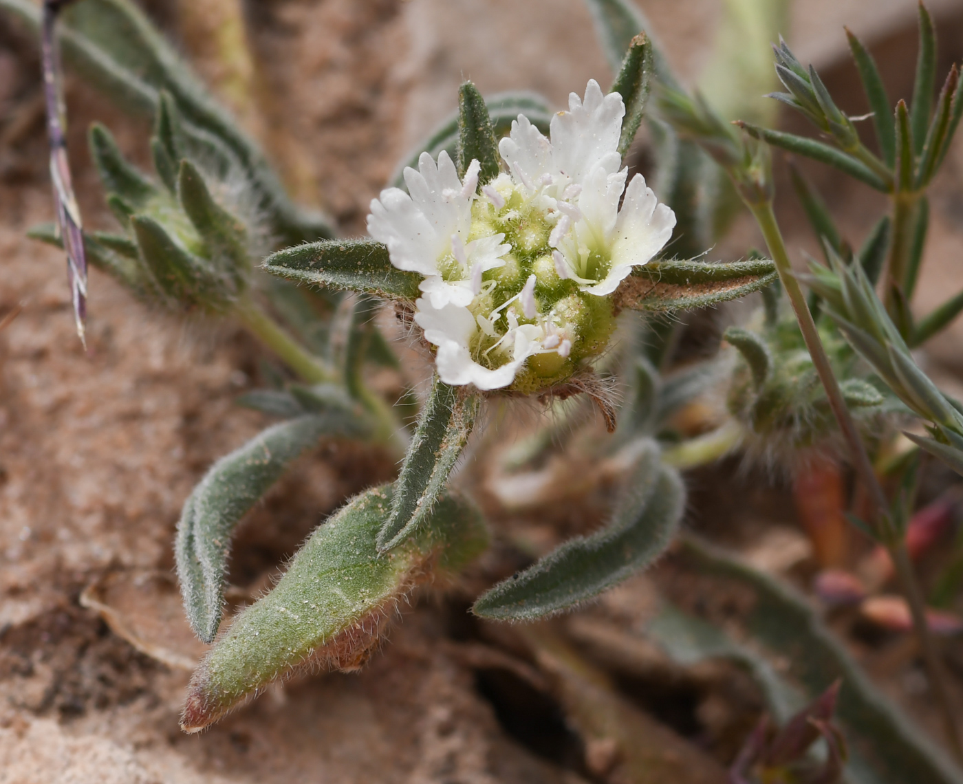 Изображение особи Sixalix eremophila.