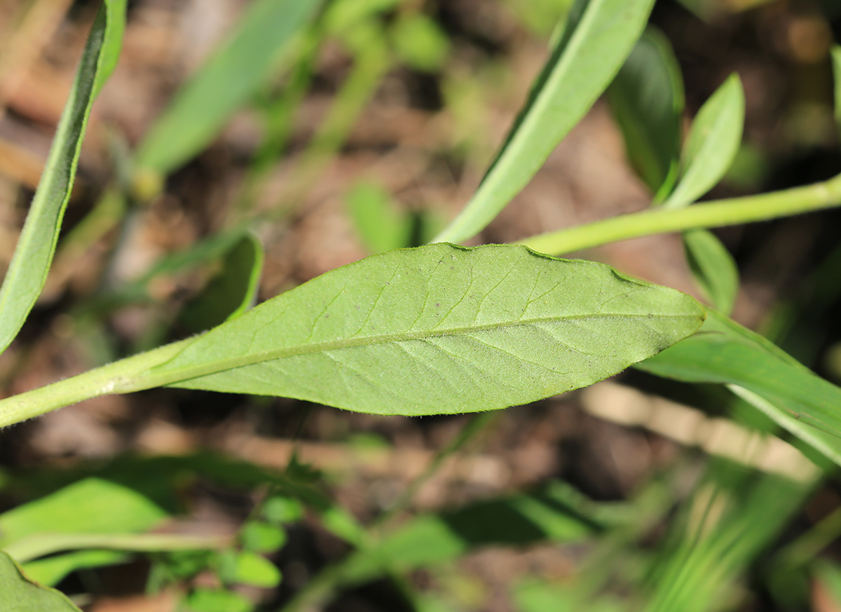 Изображение особи Lysimachia × volkovae.