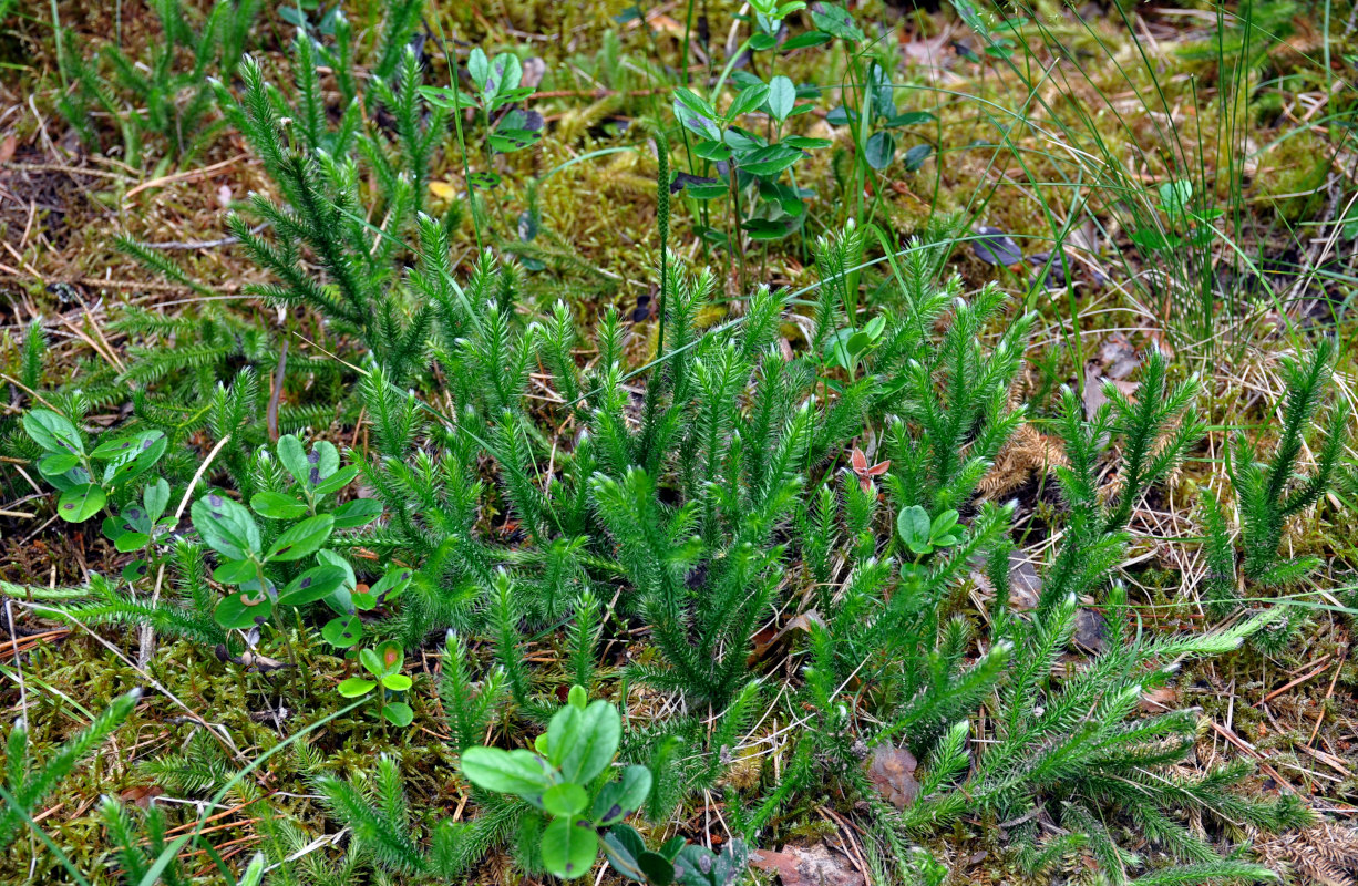 Изображение особи Lycopodium clavatum.