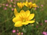 Blackstonia perfoliata. Цветок. Нидерланды, провинция Groningen, национальный парк Lauwersmeer, сырой луг на месте осушенного морского залива. 20 июля 2008 г.