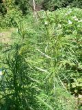 Artemisia vulgaris. Побеги. Хабаровск, ул. Ульяновская 60. 30.06.2020.