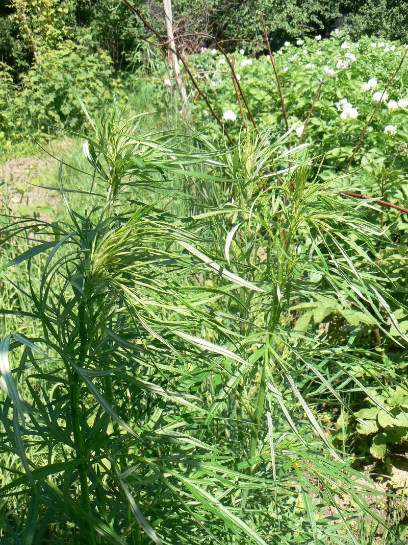 Image of Artemisia vulgaris specimen.