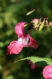 Impatiens glandulifera. Цветок и плод. Санкт-Петербург, Старый Петергоф, парк \"Сергиевка\", долина ручья ниже моста у Китайского домика, каменистый берег. 01.08.2020.