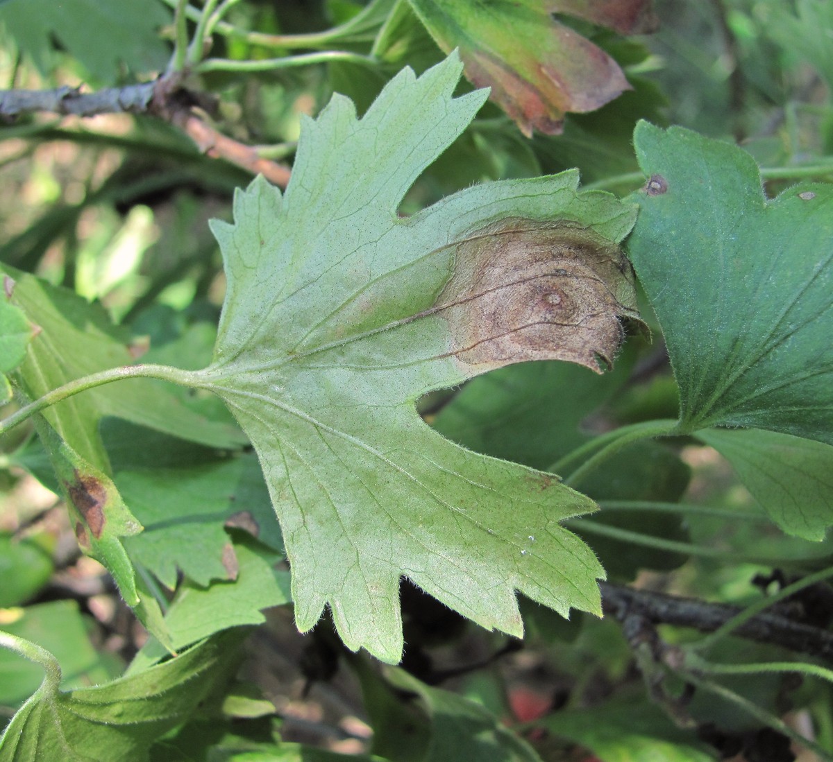 Изображение особи Ribes aureum.