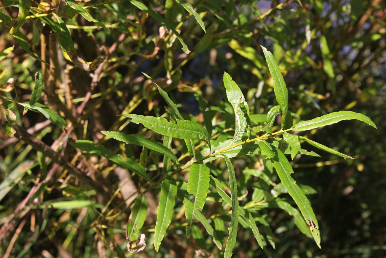 Image of Salix viminalis specimen.