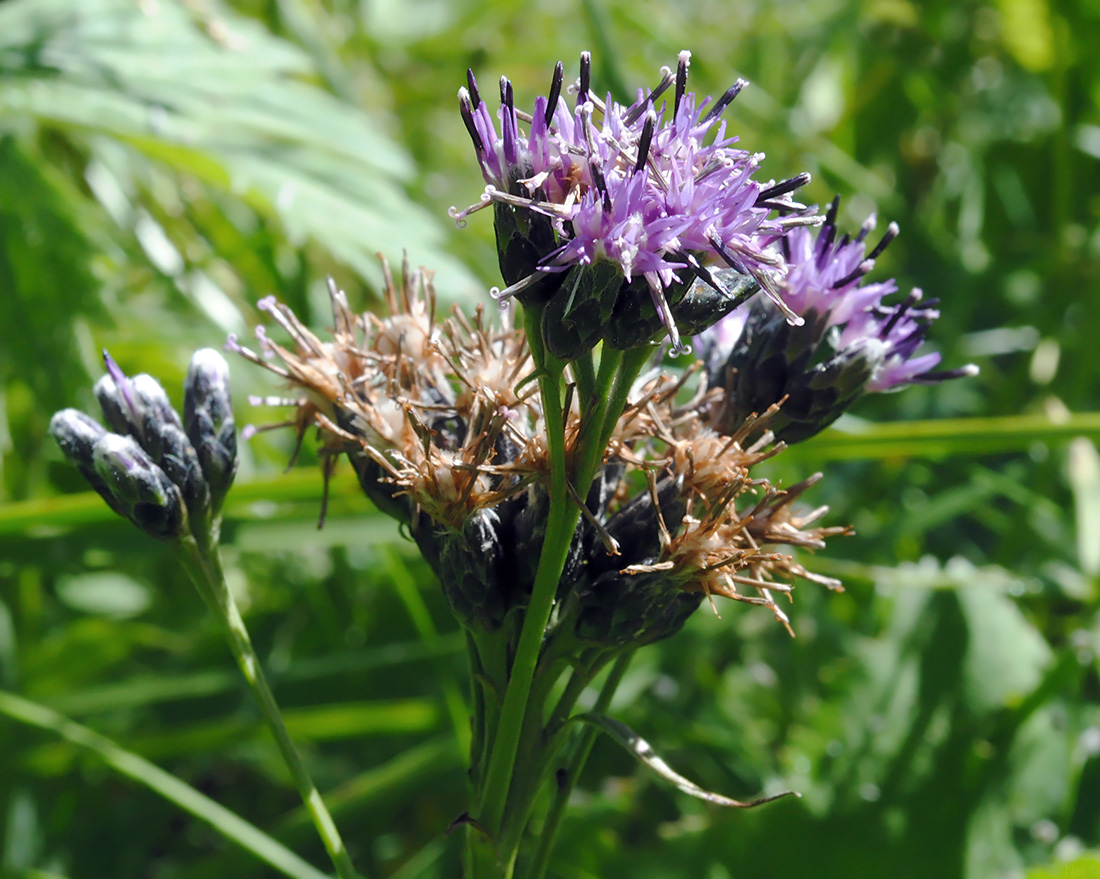 Image of Saussurea parviflora specimen.