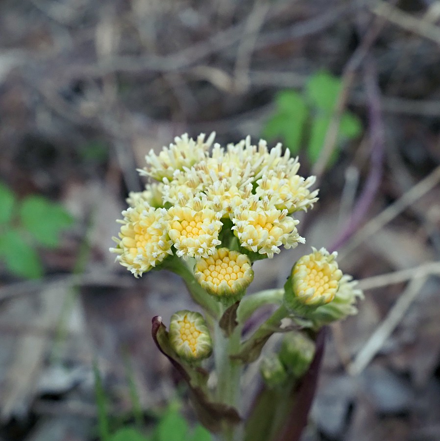 Изображение особи Petasites spurius.