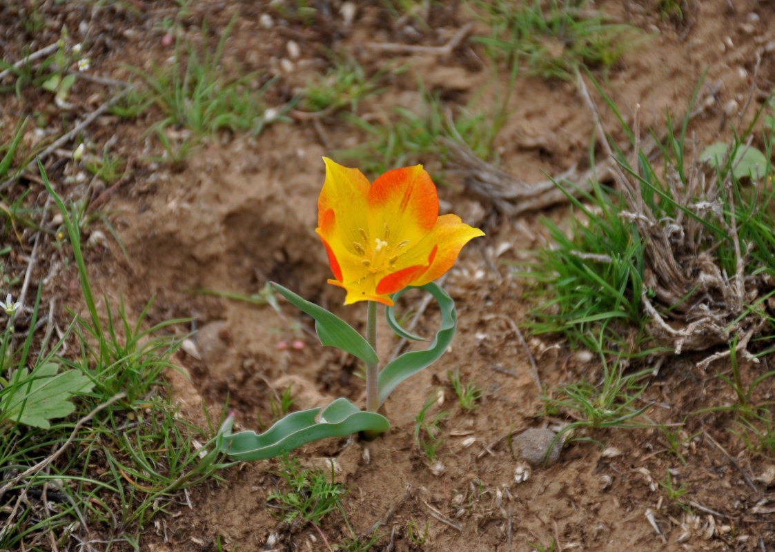 Image of Tulipa suaveolens specimen.