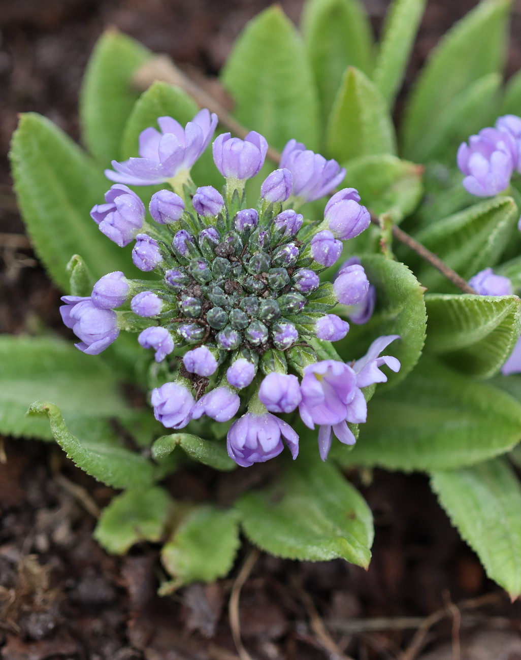 Image of Primula denticulata specimen.