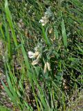 Vicia pannonica