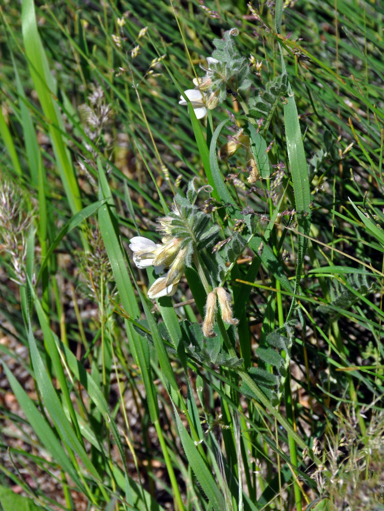 Image of Vicia pannonica specimen.