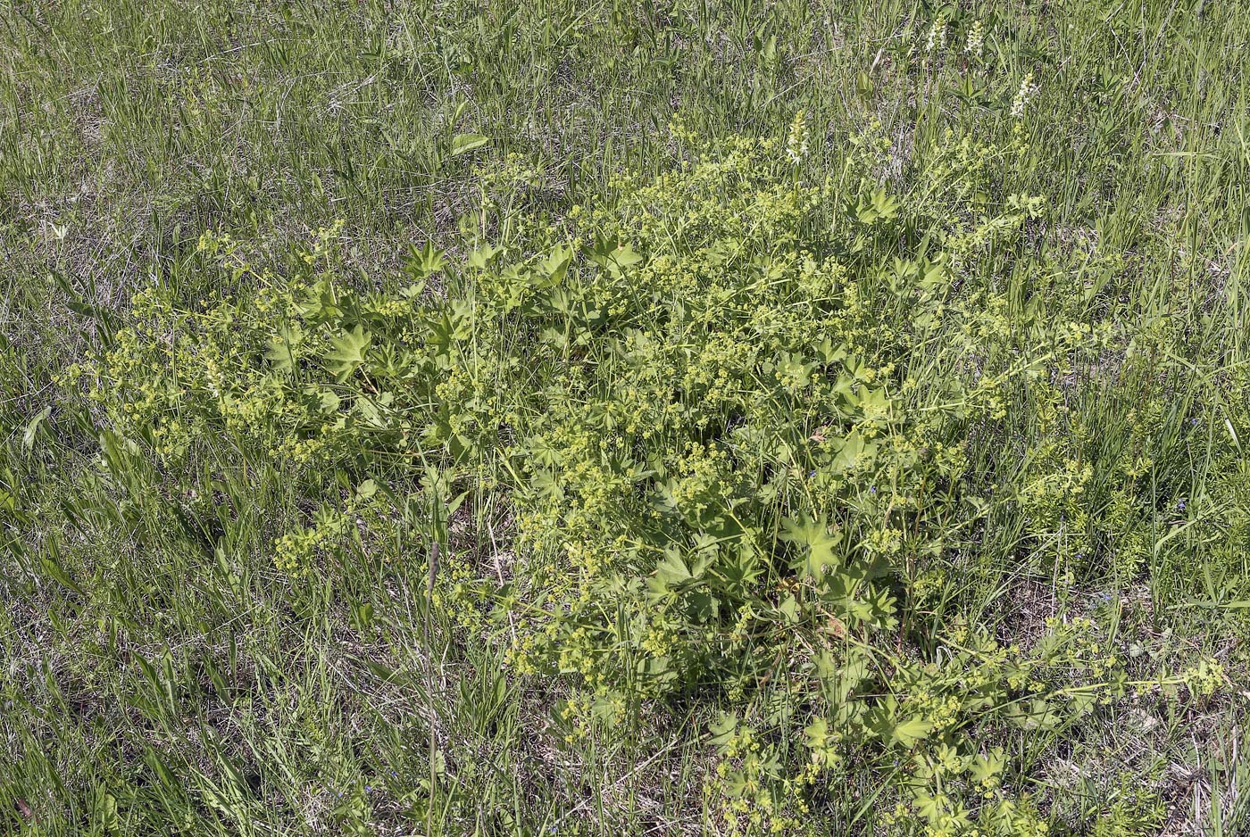 Изображение особи род Alchemilla.