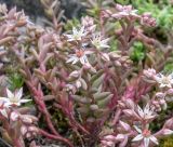 Sedum hispanicum