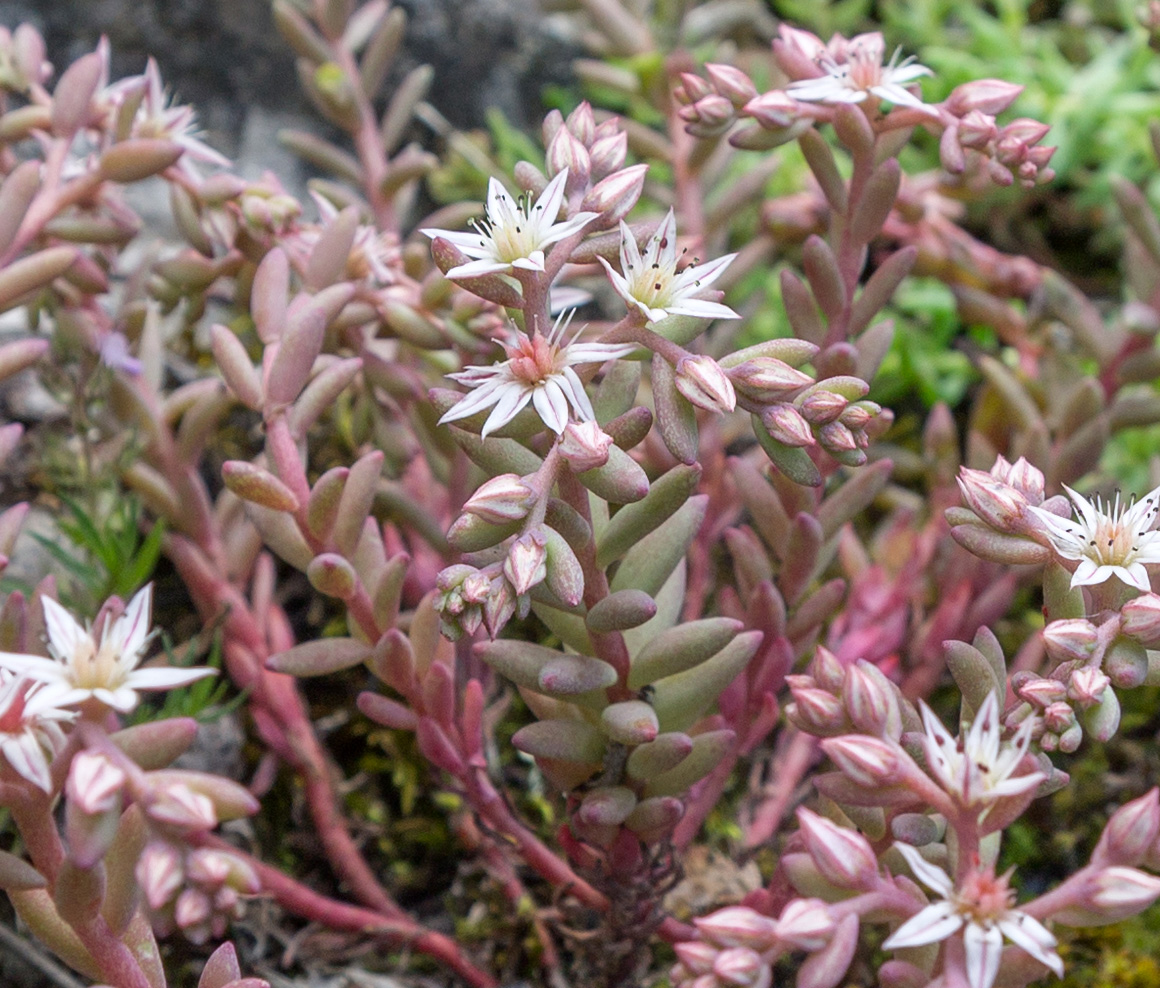 Изображение особи Sedum hispanicum.