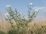 Tripleurospermum inodorum. Верхушка цветущего растения. Краснодарский край, Кущёвский р-н, станица Шкуринская, сазовая степь. 13.10.2010.