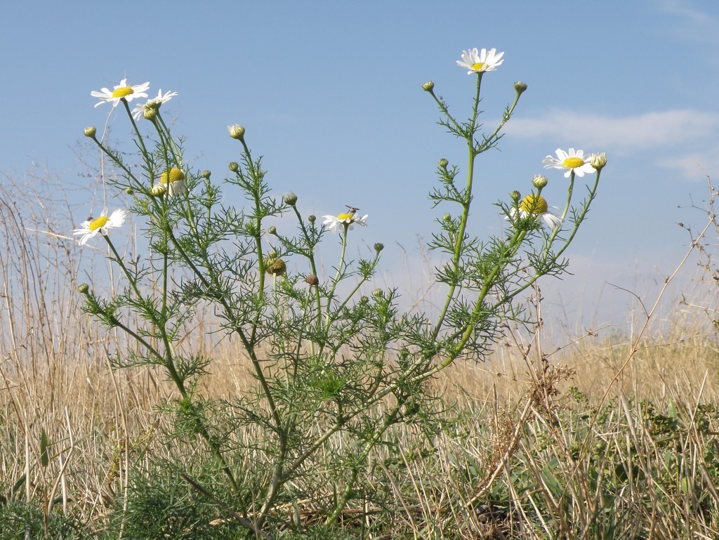 Изображение особи Tripleurospermum inodorum.