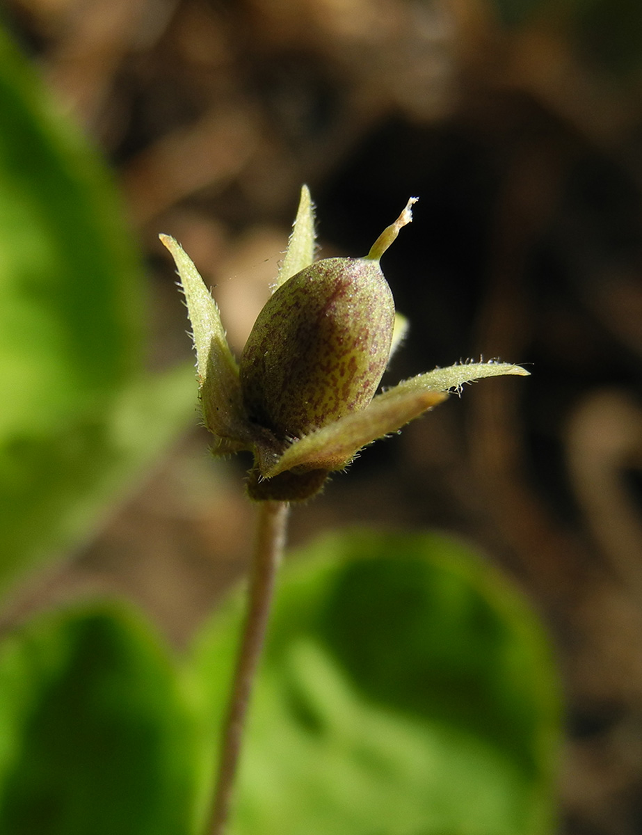Изображение особи Viola ircutiana.