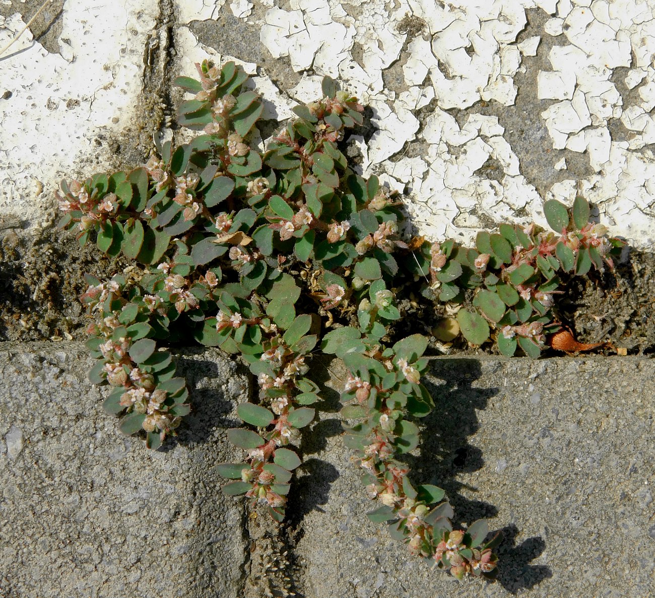 Image of Euphorbia maculata specimen.