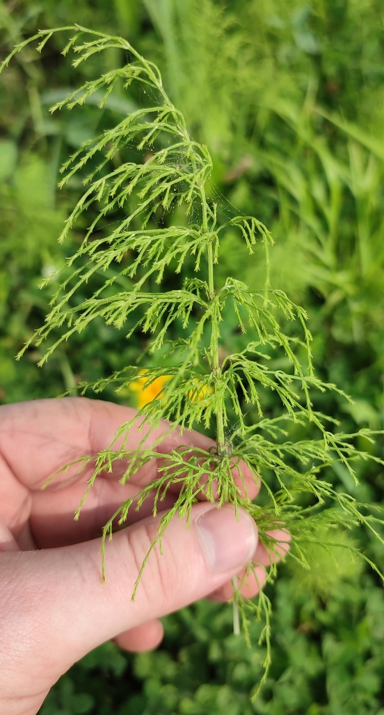 Изображение особи Equisetum sylvaticum.