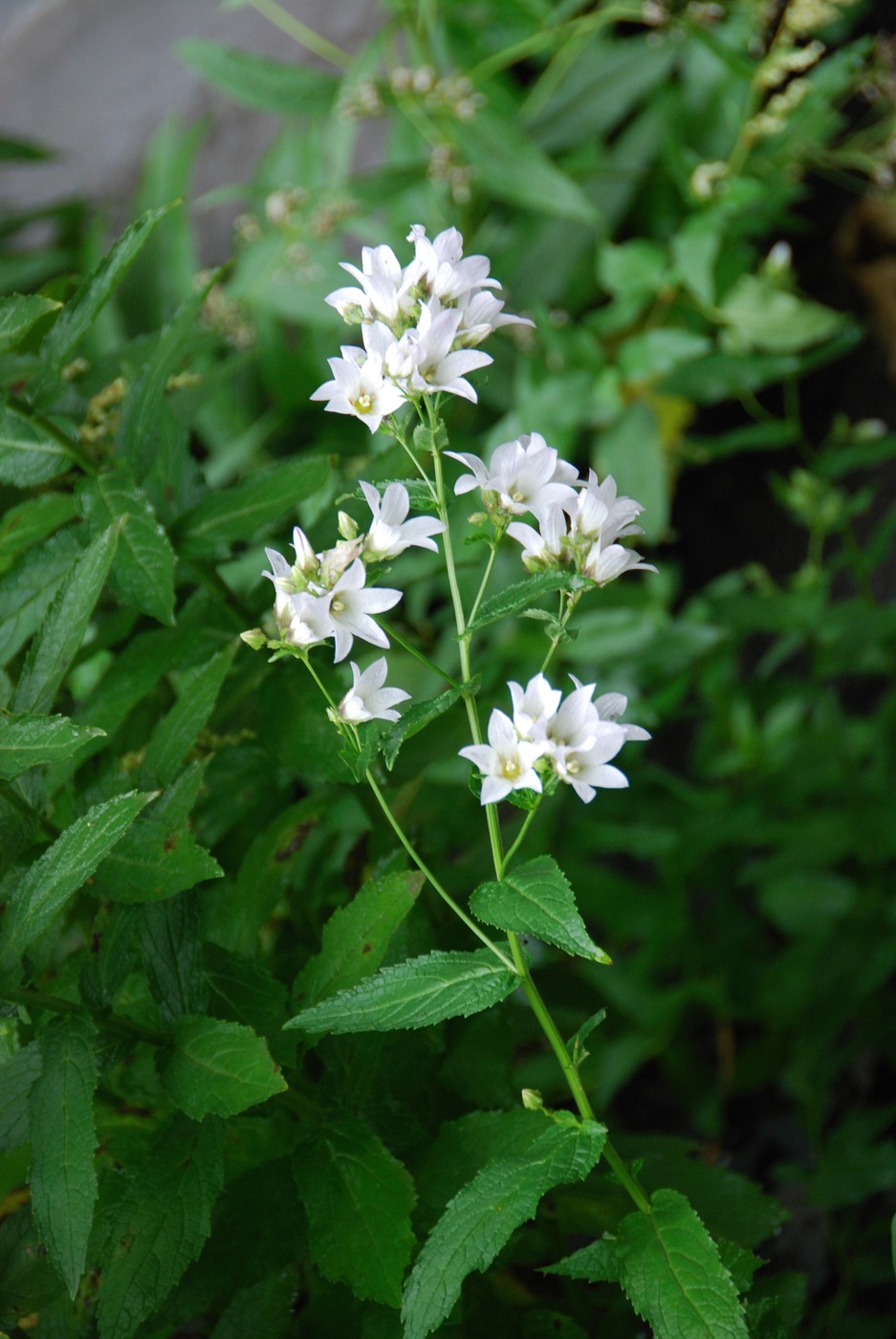 Image of Gadellia lactiflora specimen.