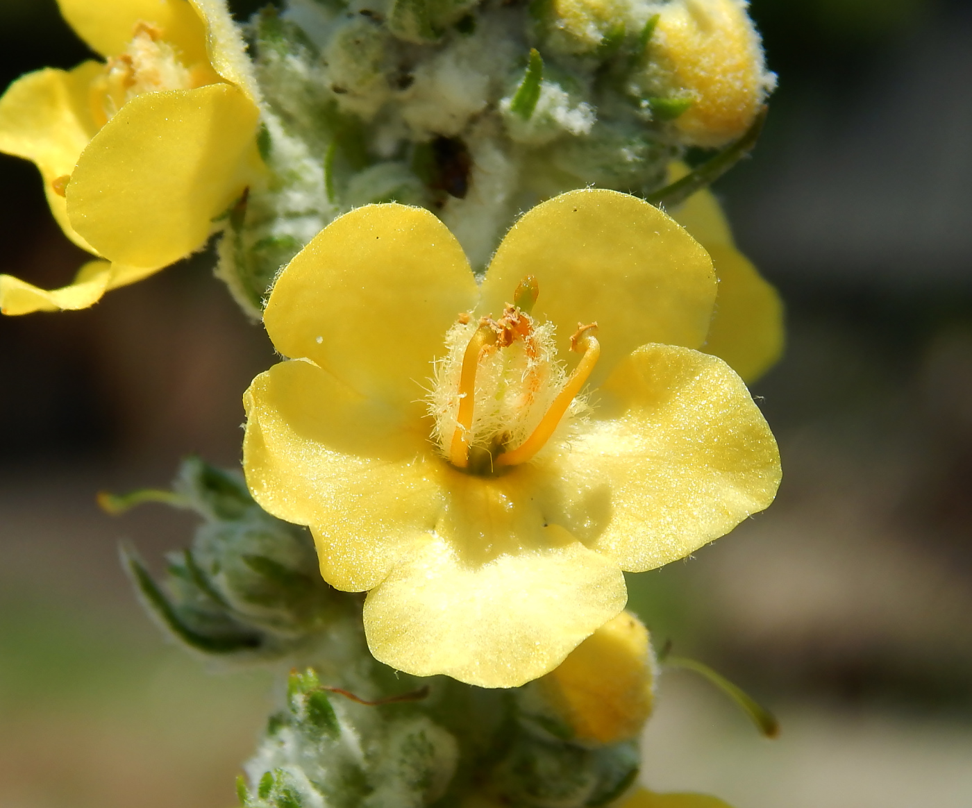 Изображение особи род Verbascum.