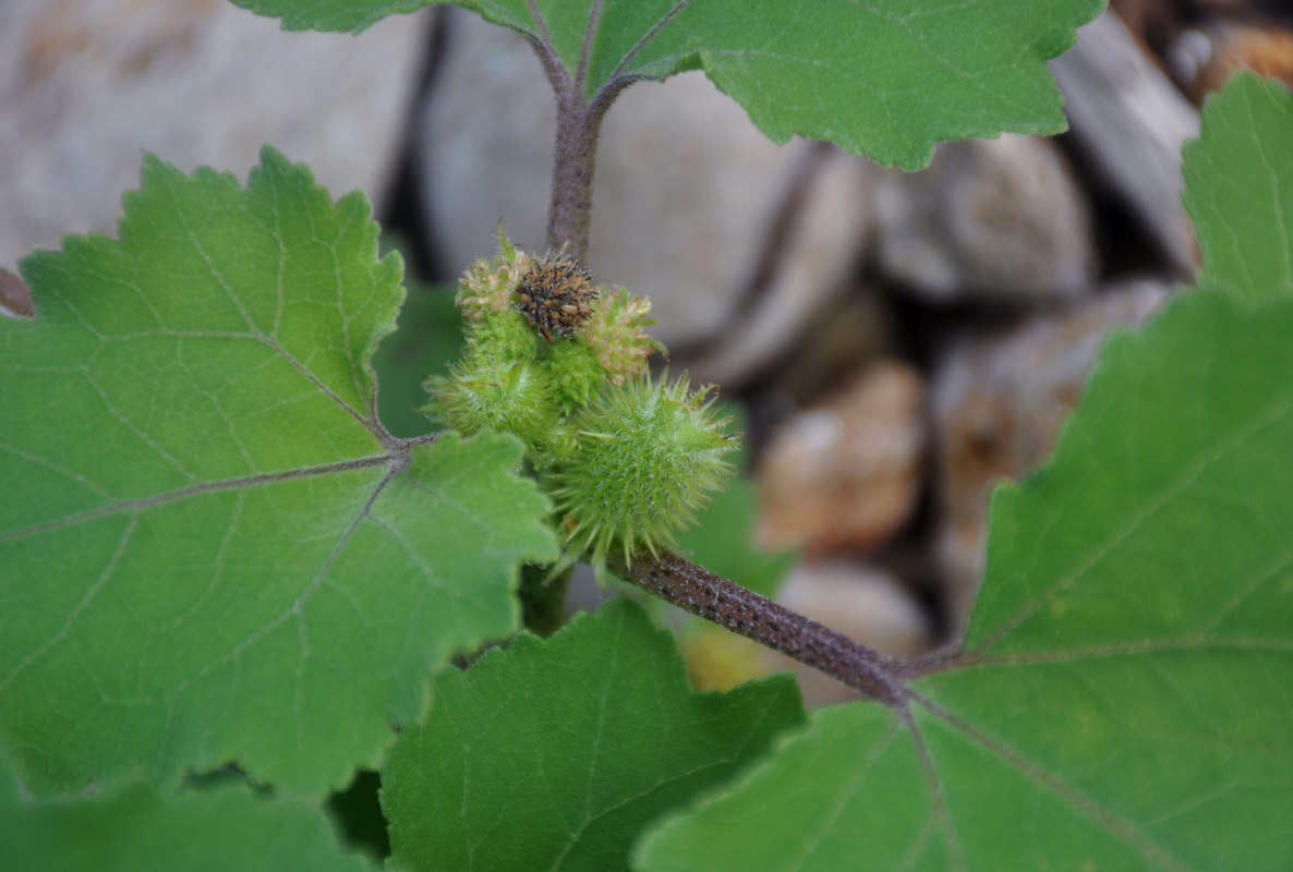 Image of Xanthium orientale specimen.